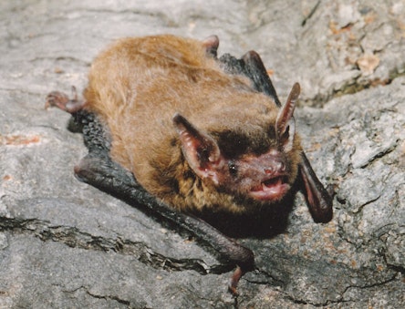 pipistrelle bat