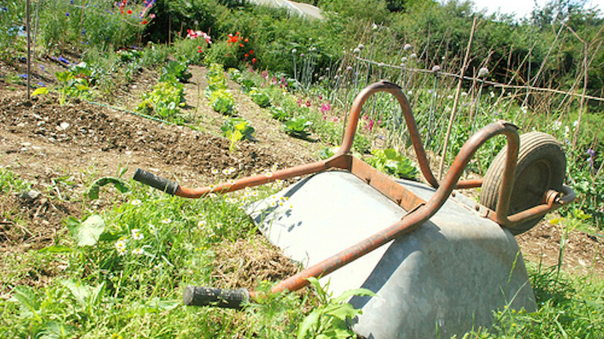wheelbarrow in rogers field