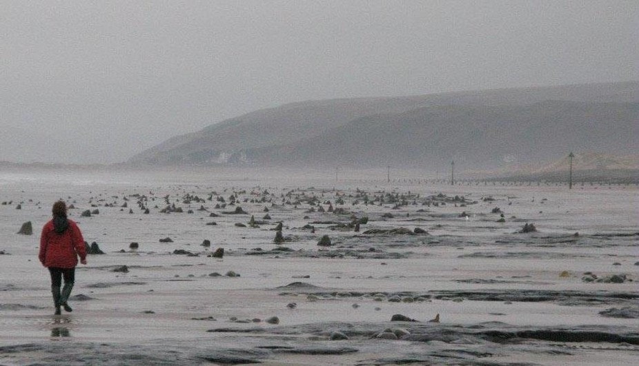 The stumps of prehistoric oak and pine trees at Borth, dating to the Neolithic and Bronze Ages
