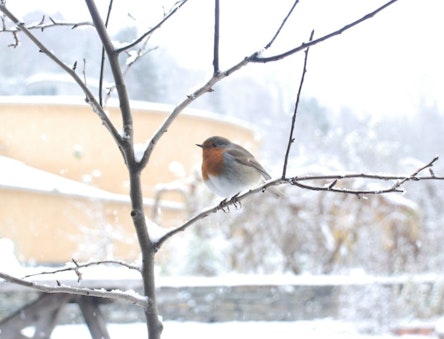 robin in winter at CAT