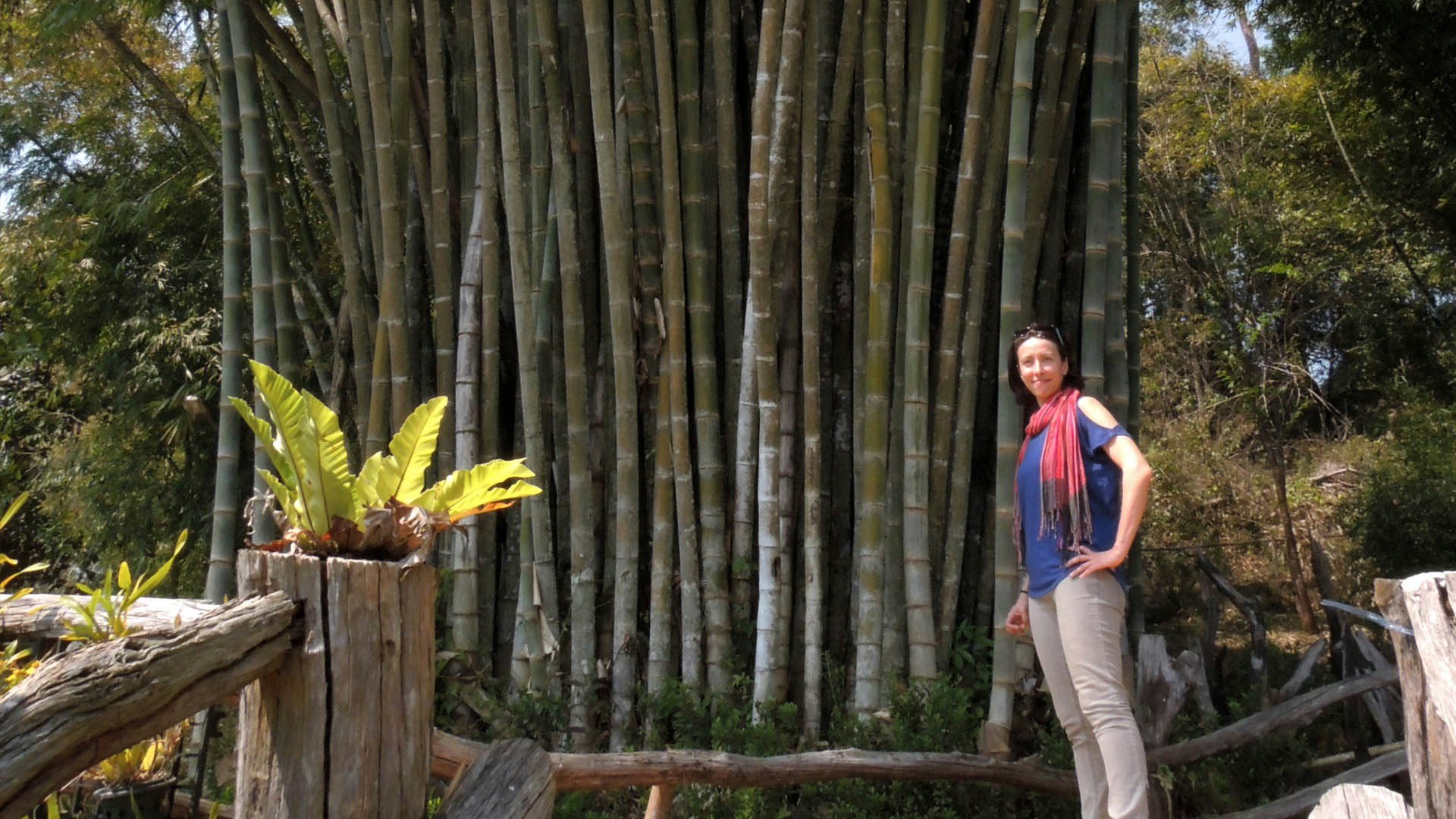 Maria in a bamboo forest on the Myanmar-Thailand border