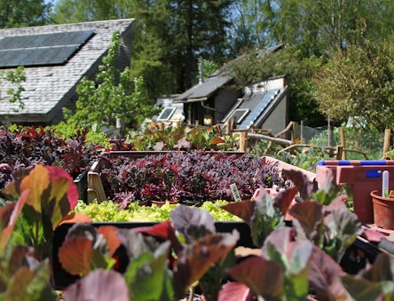 Growing organic food sustainably at CAT