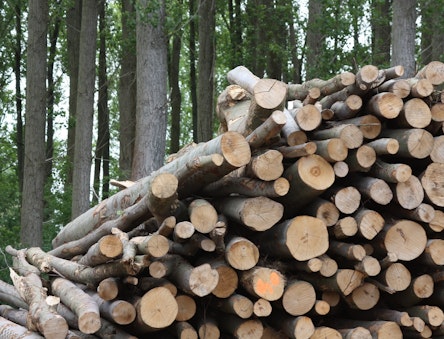 Logs for biomass