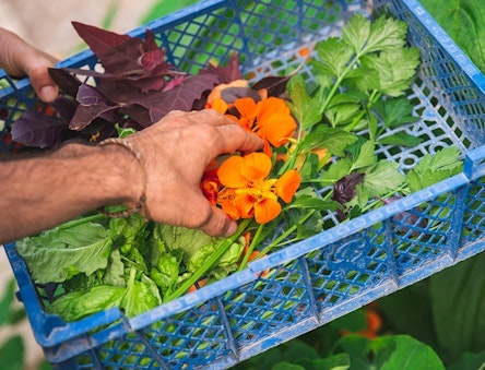Harvested salad greens and edible flowers in a plastic crate