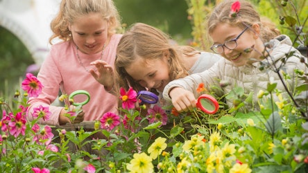 Three children using magnifying glasses to look for insects in a bed of flowers