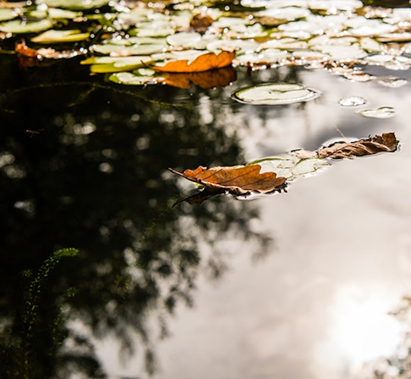Leaves on pond