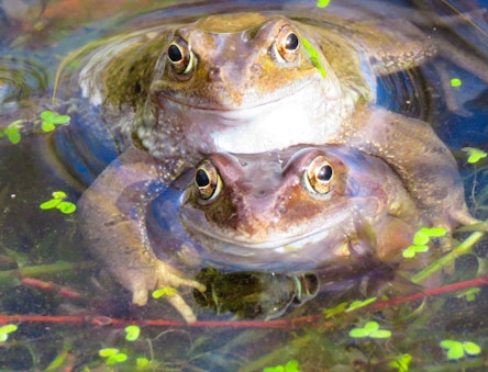 Frogs in a Pond