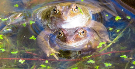 Frogs in a Pond