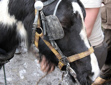 Close up of a horse's head in bridle with blinkers