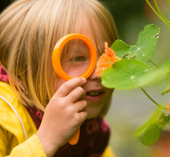 Child looking at a nasturtium leaf