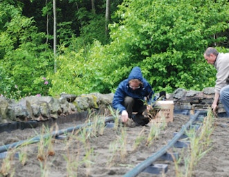 Person plants reeds in a reedbed
