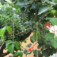 Picture of The Edible Forest Garden