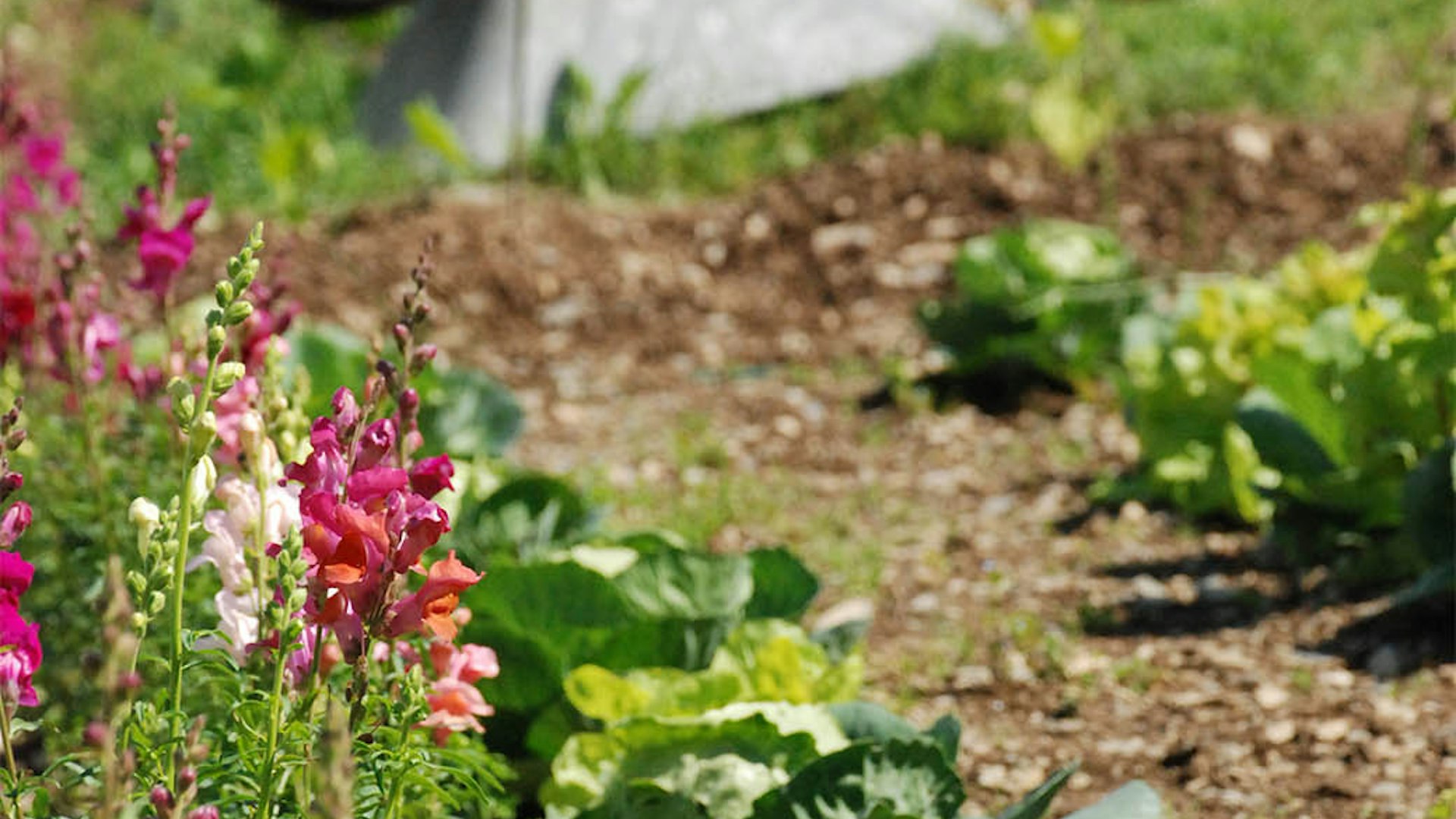 wheelbarrow in the CAT gardens