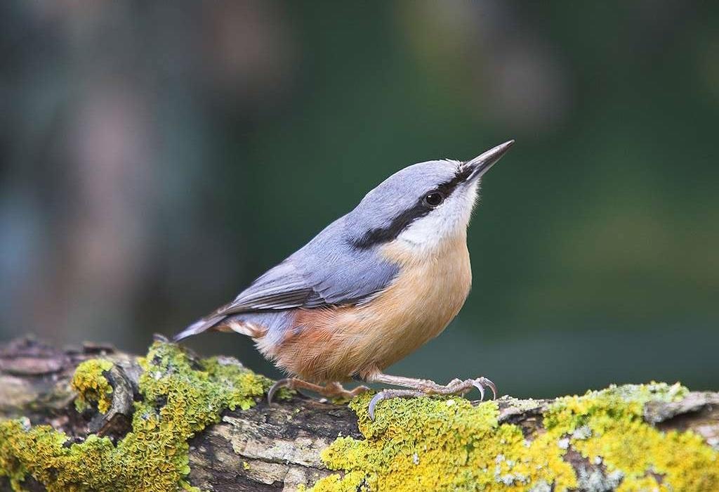 Nuthatch at CAT