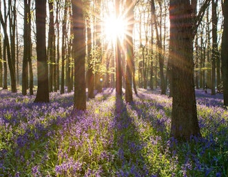 Sun shining through bluebell woods