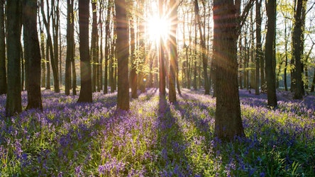 Sun shining through bluebell woods