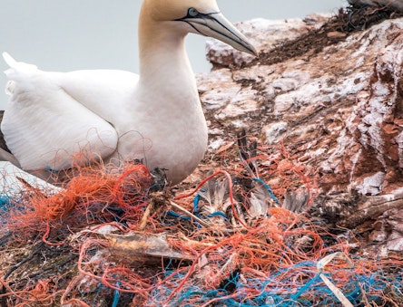 Bird and plastic waste
