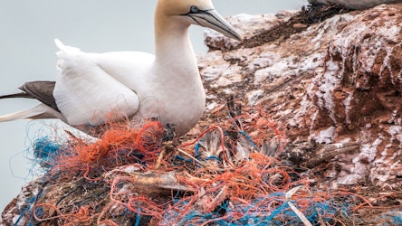 Bird and plastic waste