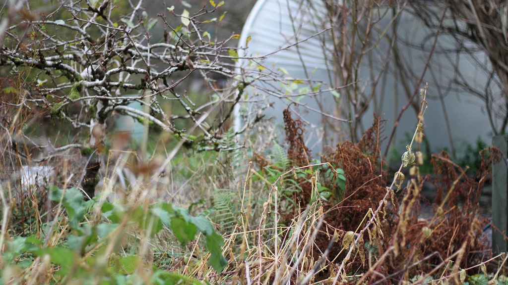 CAT garden in winter