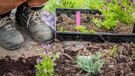 Kneeling by a garden bed with new seedlings