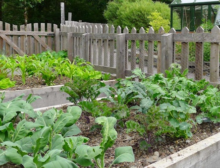 Build an edible garden