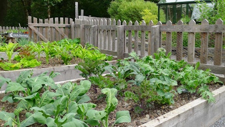 Build an edible garden