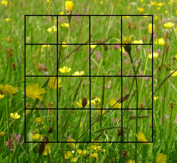 Grid drawn over a photo of a meadow