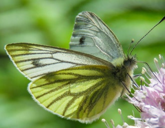 Green-veined White Butterfly