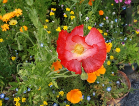 Poppies and other flowers in one of the CAT gardens