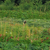 Picture of Horticulture for a sustainable future