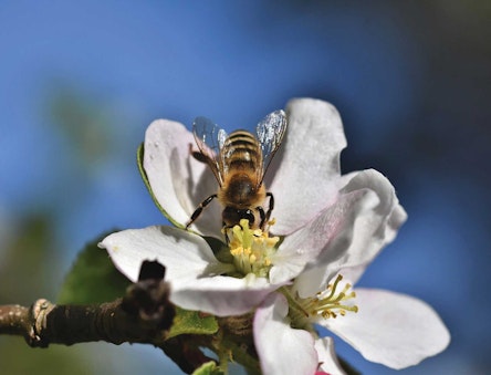 Honey bee in an apple blossom