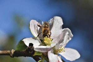 Nectar rich apple blossom is a treat in May