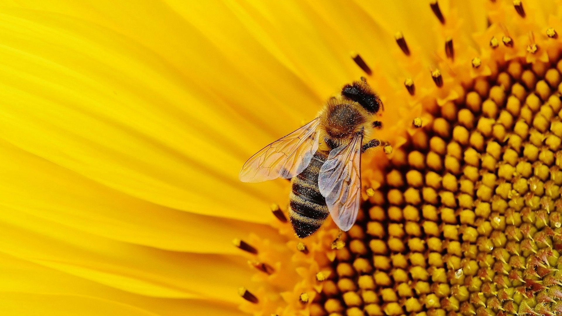 sunflower and a hoverfly