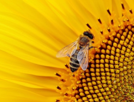 sunflower and a hoverfly