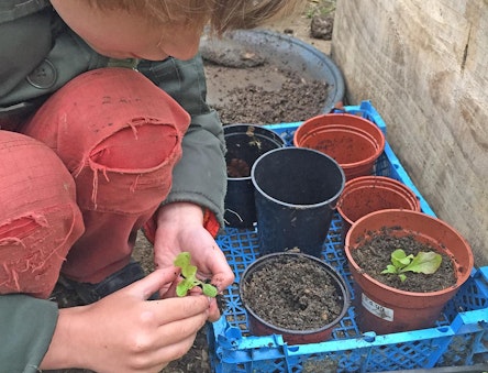 child planting seedlings