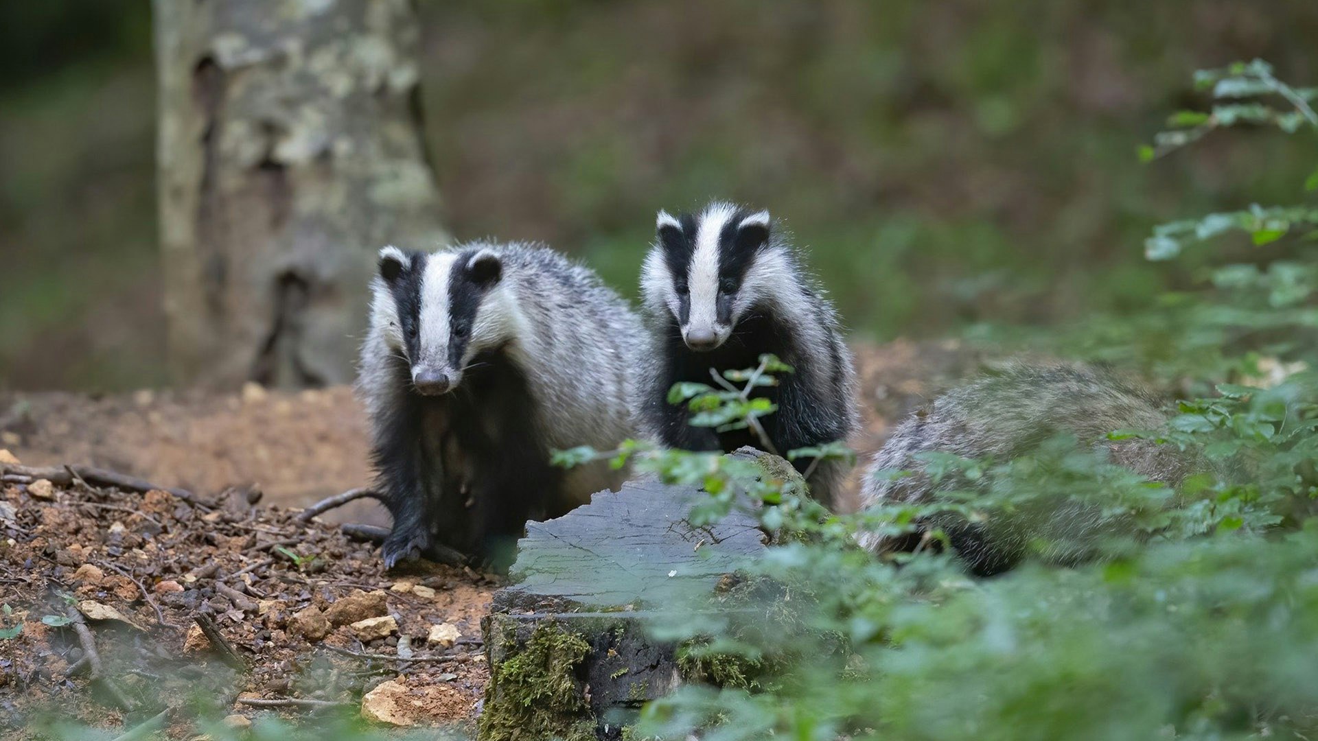 badgers in a wood