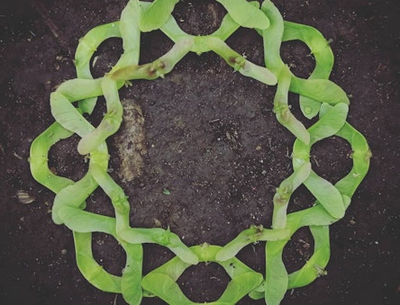 Mandala made from sycamore seeds