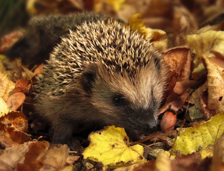hedgehog among autumn leaves