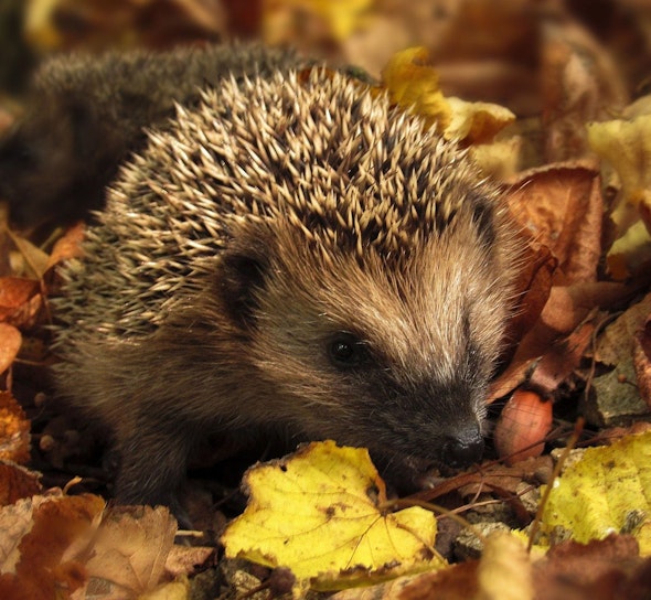 hedgehog among autumn leaves