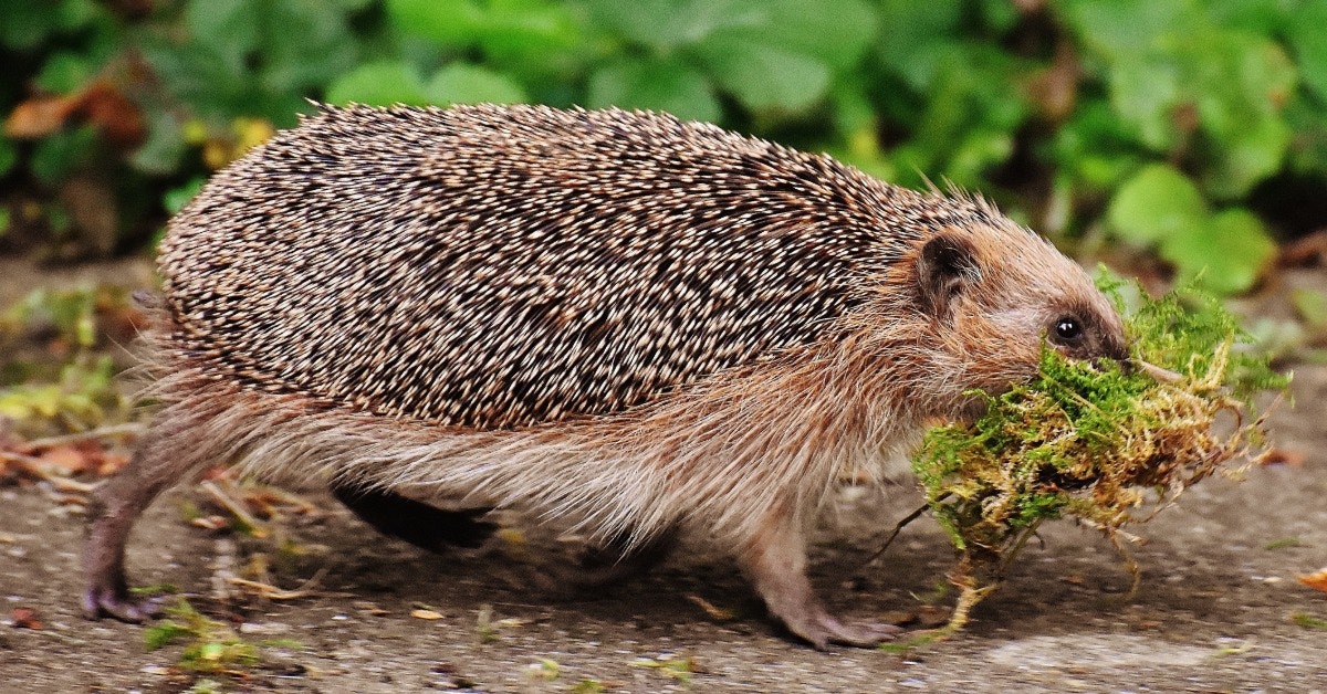 Not on camera! The hidden hedgehogs of CAT - Centre for Alternative Technology Not on camera! The hidden hedgehogs of CAT - Centre for Alternative Technology