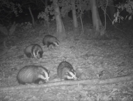 Four Badgers at night