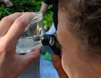 Looking at a Poplar Hawkmoth
