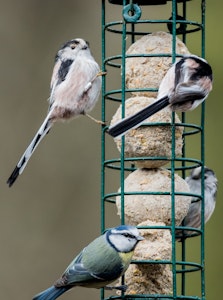 long tailed tits on feeder