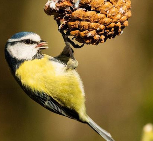 blue tit on a cone bird feeder
