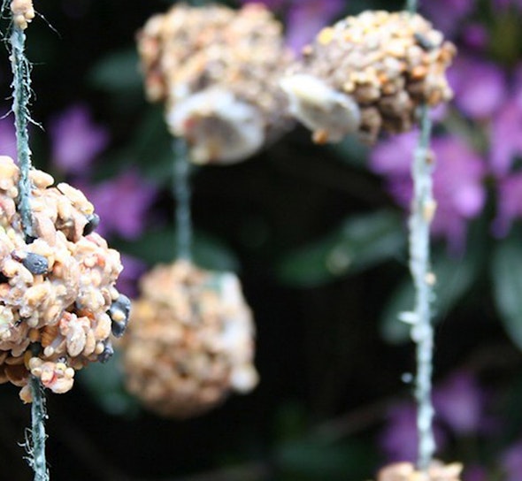 Pinecone bird feeder