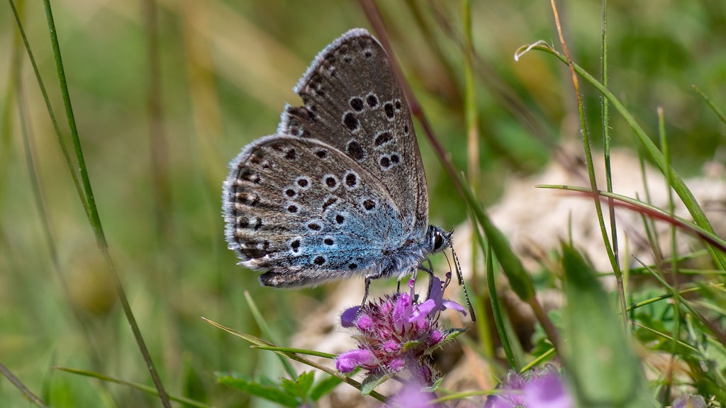 Large blue (Maculinea arion) nectaring.