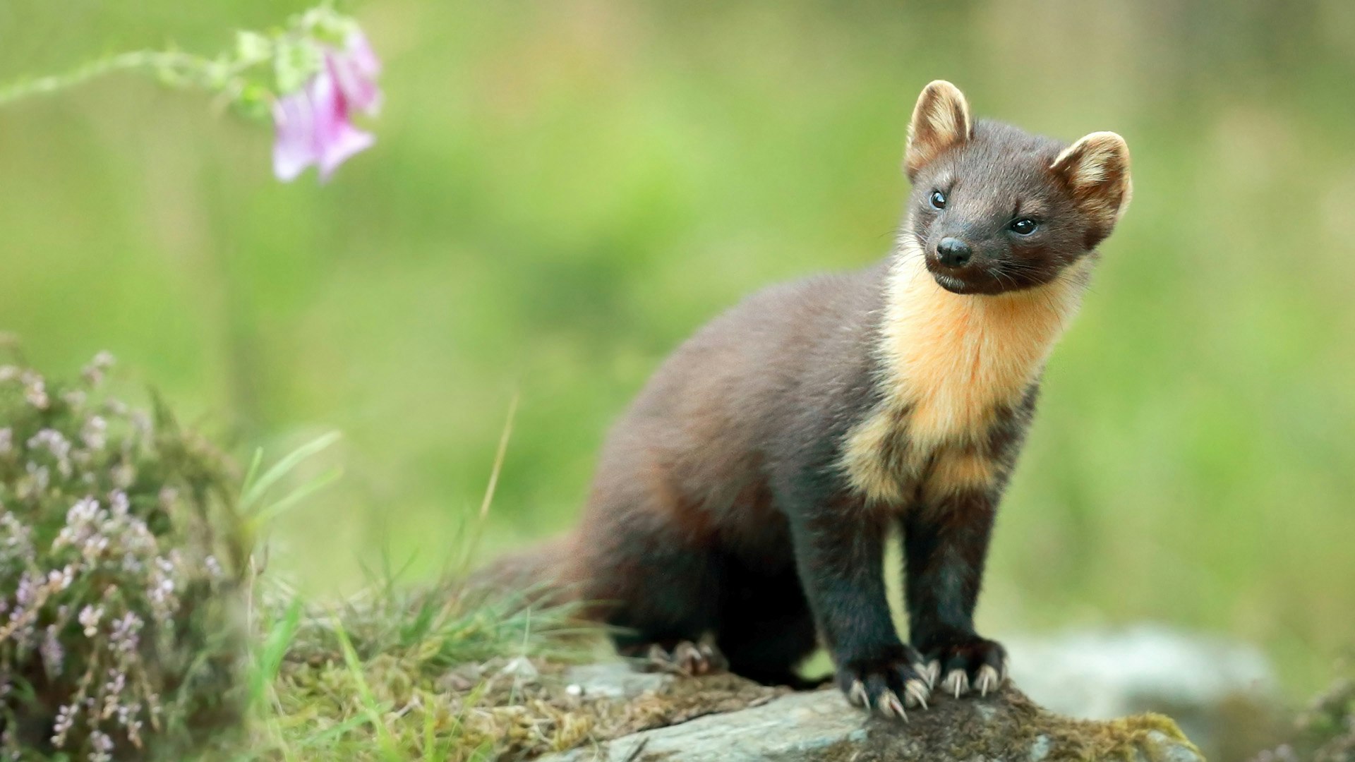 are martens related to cats or dogs