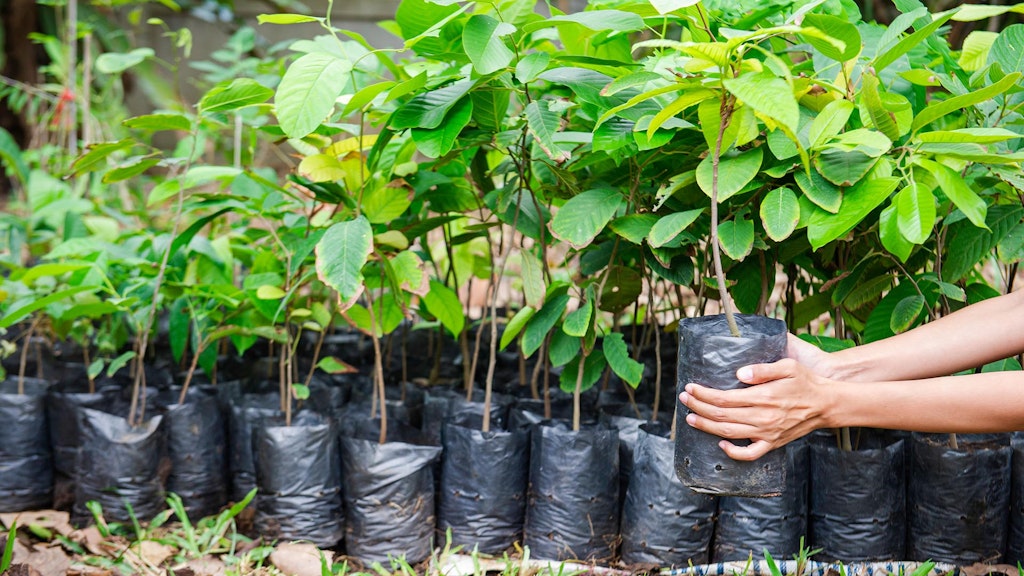 Tree seedlings in a nursery