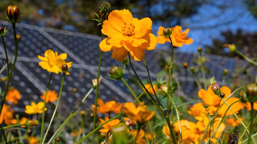 Cosmos in front of Solar Panels