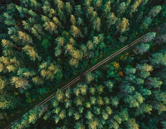 Pine forest from above
